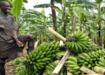 Agricultural bank needed