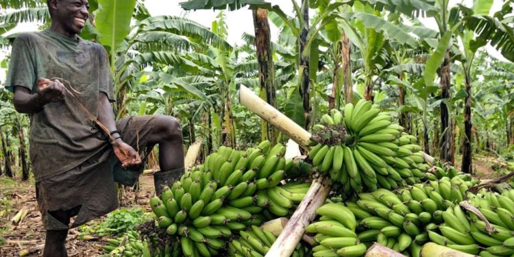 Agricultural bank needed