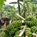 Agricultural bank needed