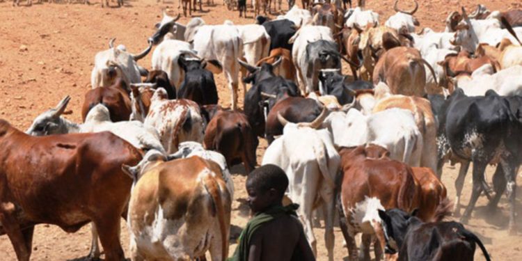 Bride price fueling cattle rustling in Karamoja – Report