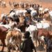Bride price fueling cattle rustling in Karamoja – Report
