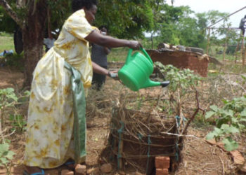 Smallholder farmers lose hope as climate change effects bite