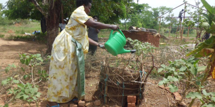 Smallholder farmers lose hope as climate change effects bite