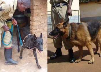 MPs okay Shs4.6bn for police sniffer dogs