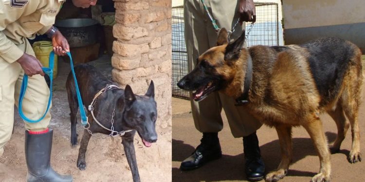 MPs okay Shs4.6bn for police sniffer dogs