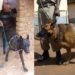 MPs okay Shs4.6bn for police sniffer dogs