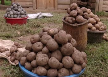 NARO to introduce new Irish potato varieties to fight poverty in Kisoro