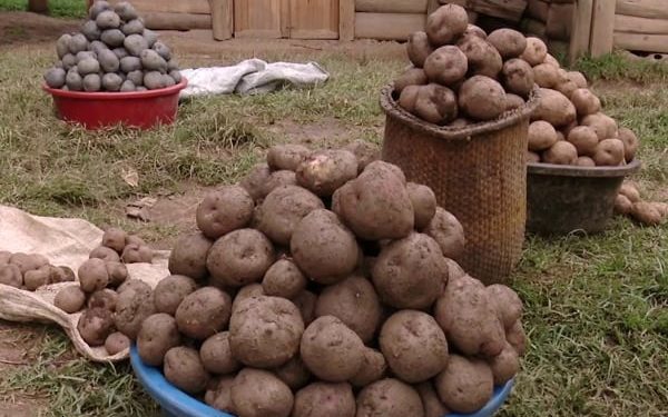 NARO to introduce new Irish potato varieties to fight poverty in Kisoro