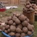 NARO to introduce new Irish potato varieties to fight poverty in Kisoro