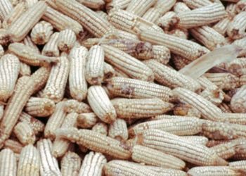 Rights activists task govt on national food reserves