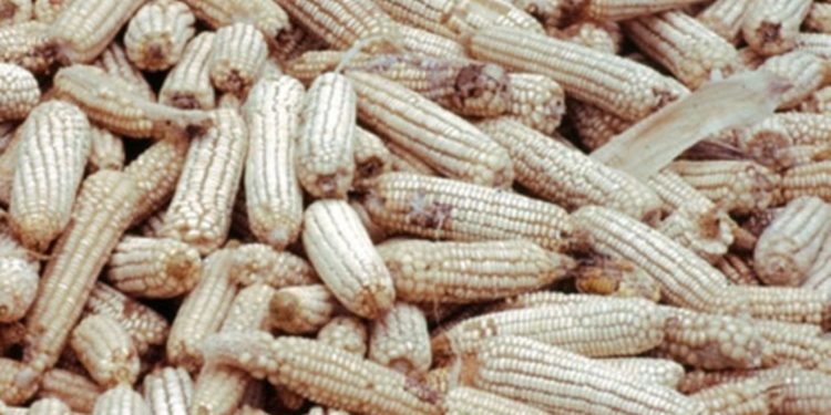 Rights activists task govt on national food reserves