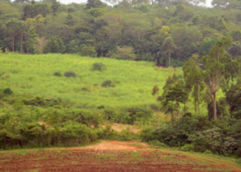NEMA out to restore Mabira Forest as it marks Biodiversity Day   