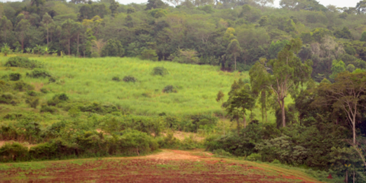 NEMA out to restore Mabira Forest as it marks Biodiversity Day