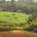NEMA out to restore Mabira Forest as it marks Biodiversity Day