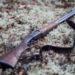 Govt asked to register firearms afresh