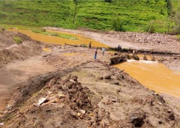 UNEP calls for urgent reversal of biodiversity loss