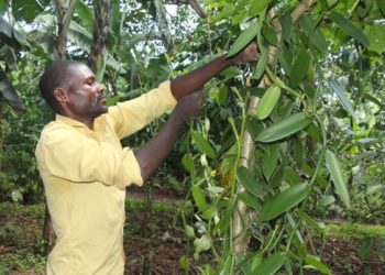 Global vanilla prices predicted to fall