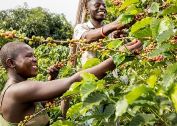 Coffee exports drop – Report