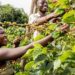 Coffee exports drop – Report