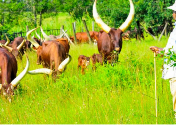 Museveni says Uganda has ability to feed over 200 million people