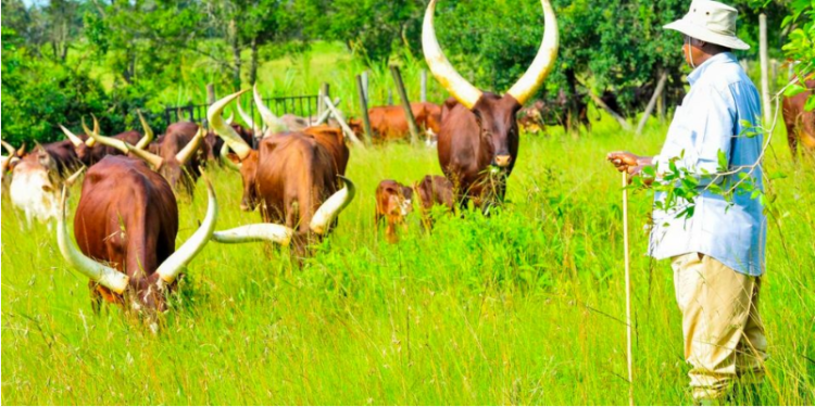 Museveni says Uganda has ability to feed over 200 million people