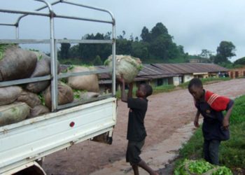 Joint action needed to end child labour