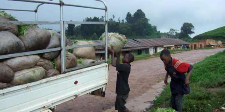 Joint action needed to end child labour