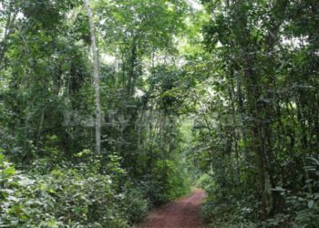 Activists raise red flag over declining forest cover 