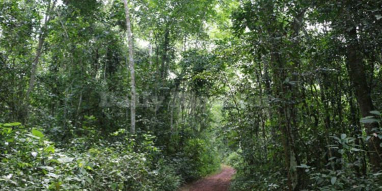 Activists raise red flag over declining forest cover