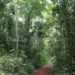 Activists raise red flag over declining forest cover