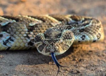 World Snake Day: Conservationists call for protection of snake species.