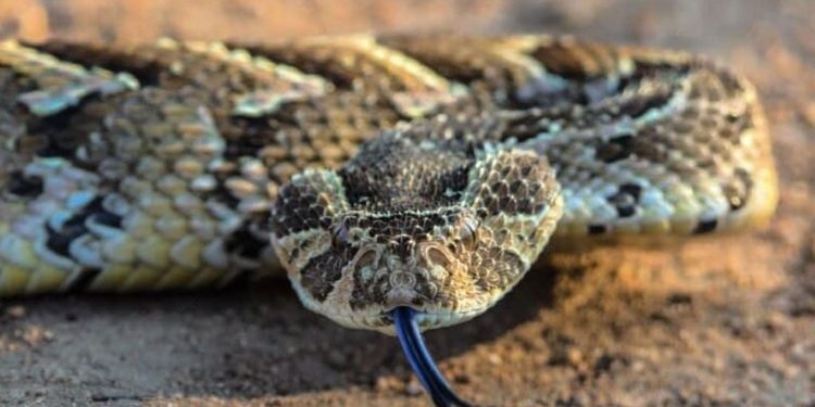 World Snake Day: Conservationists call for protection of snake species.