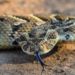 World Snake Day: Conservationists call for protection of snake species.
