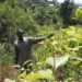 Advocates call for total ban on cannabis, khat
