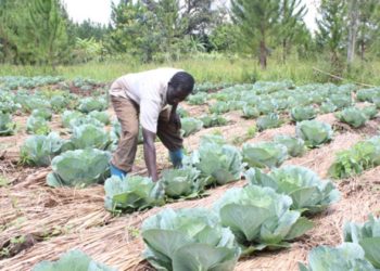 Climate‐smart agriculture is the way to go – Grain council