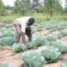 Climate‐smart agriculture is the way to go – Grain council