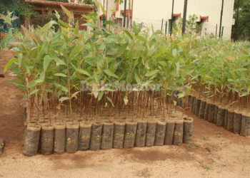 MPs considering law on mandatory tree planting