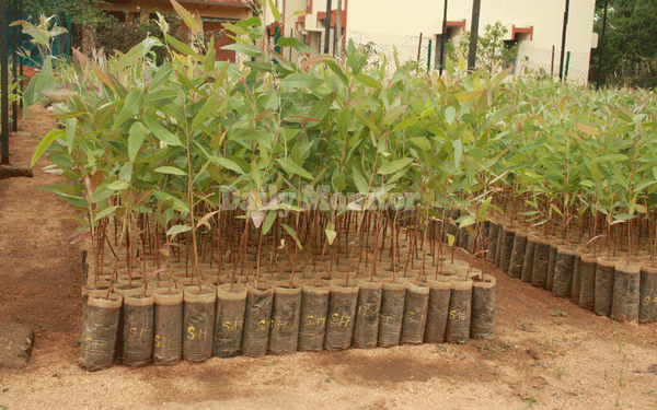 MPs considering law on mandatory tree planting