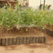 MPs considering law on mandatory tree planting