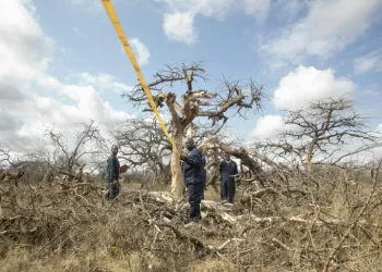 Kenya bets on carbon credits as it hosts climate summit
