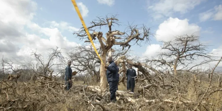 Kenya bets on carbon credits as it hosts climate summit
