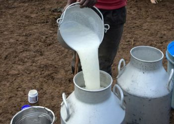 Govt asked to address low pricing for Uganda’s dairy exports