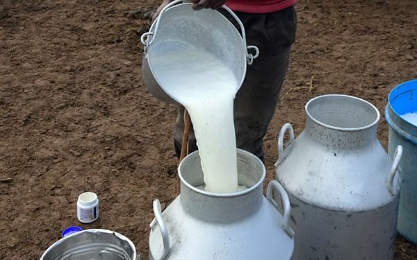 Govt asked to address low pricing for Uganda’s dairy exports