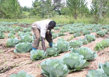 Govt fronts National Agroecology Strategy to promote safe food