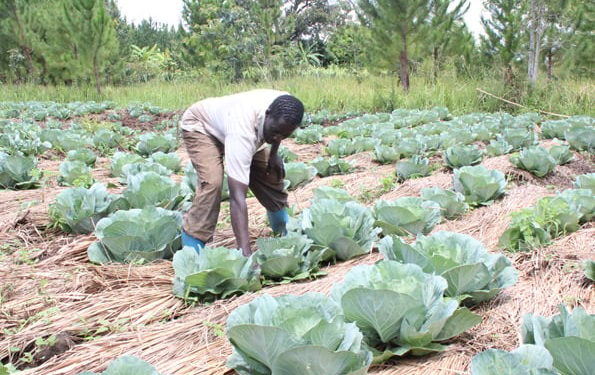 Govt fronts National Agroecology Strategy to promote safe food