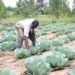 Govt fronts National Agroecology Strategy to promote safe food