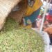 Grasshoppers from Ebola-affected districts are safe to eat – MoH