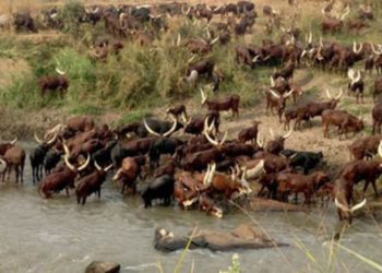 Final preparations for Balaalo eviction in high gear