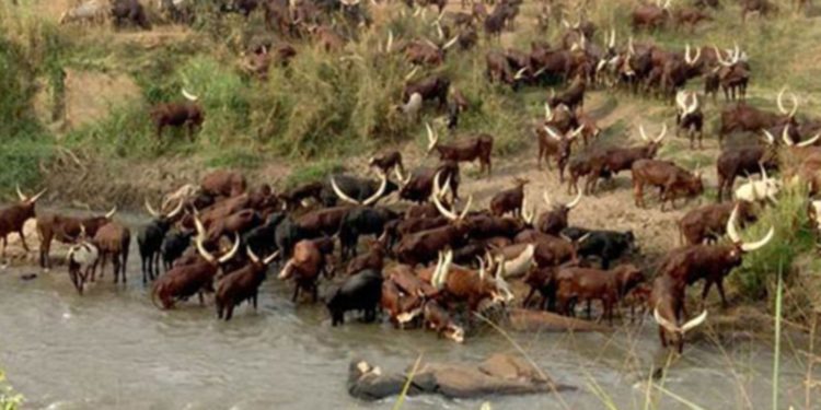 Final preparations for Balaalo eviction in high gear