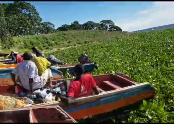 Fishermen stranded as water hyacinth blocks landing site